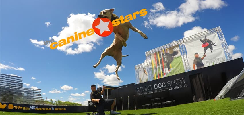 Canine Stars stunt dogs performing