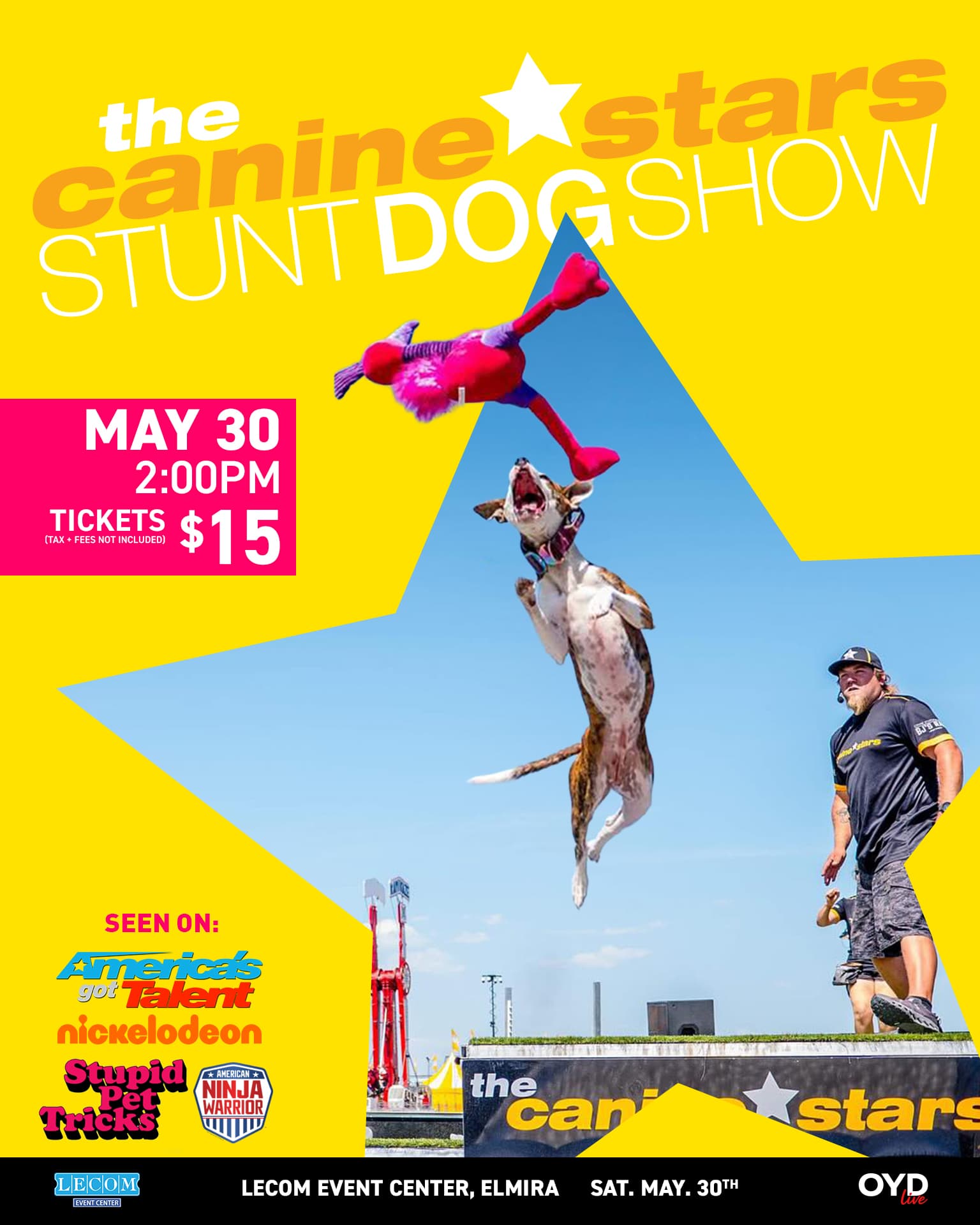 Canine Stars stunt dogs performing
